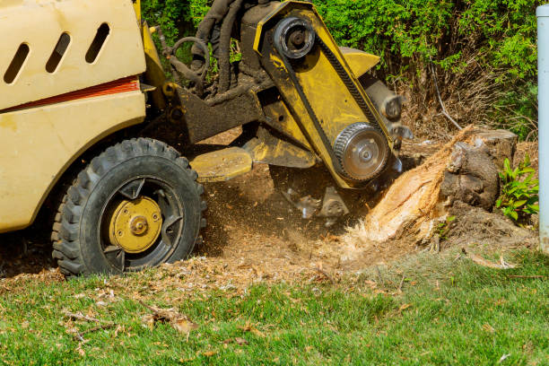 Professional Tree Service in Bethel, WA